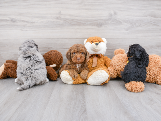 Chocolate, Brown, Black & Gray Mini Bernedoodles: Colors & How They Change