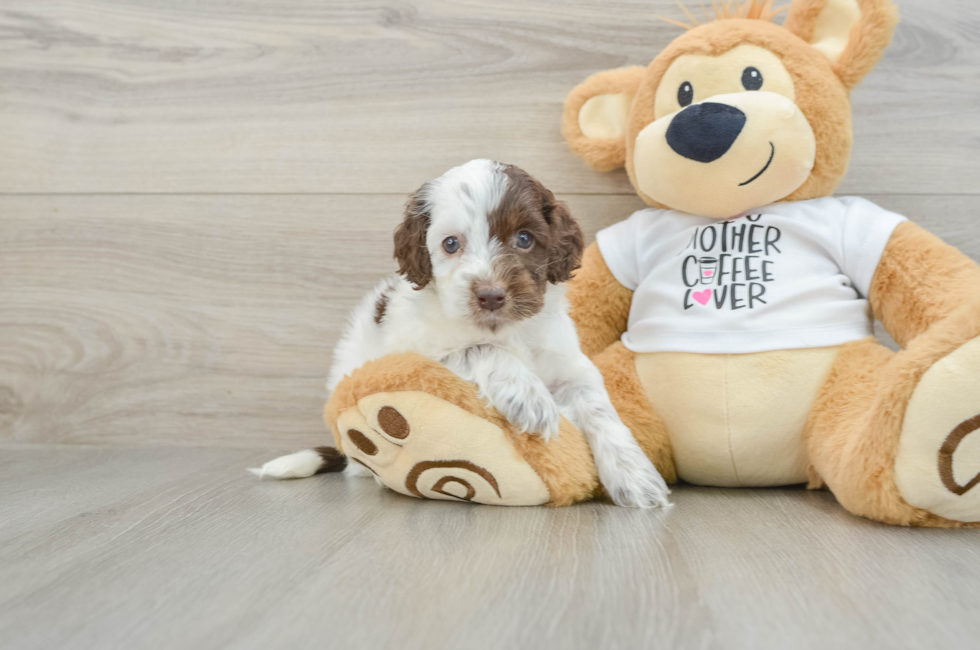 5 week old Cockapoo Puppy For Sale - Premier Pups