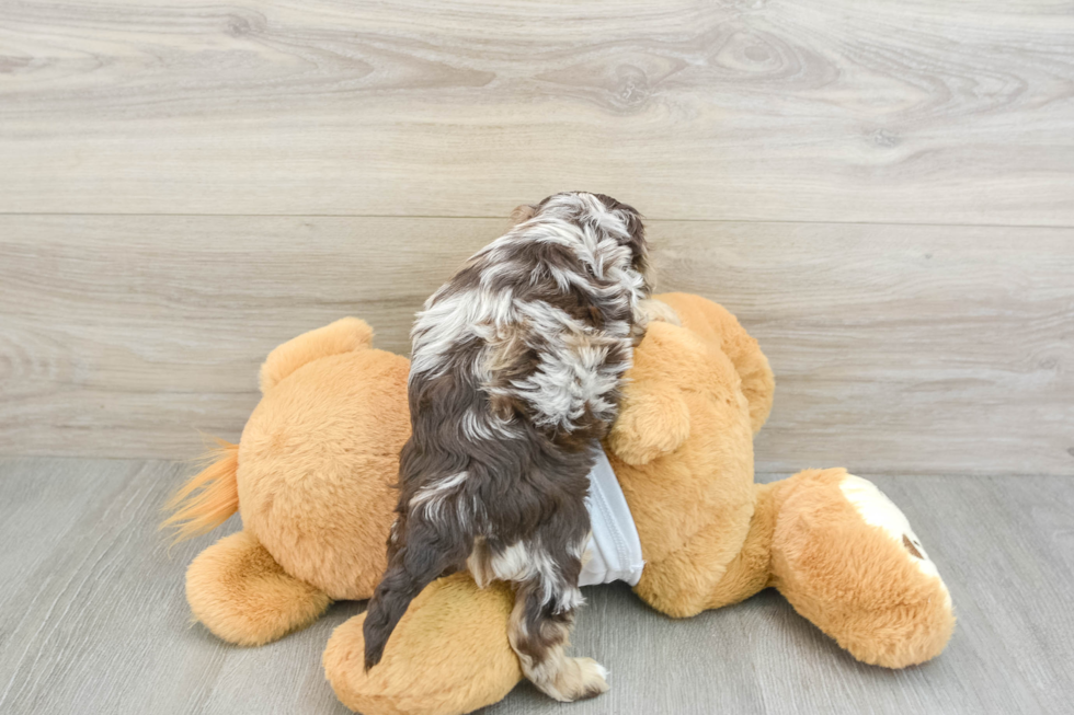 Cute Cockapoo Baby