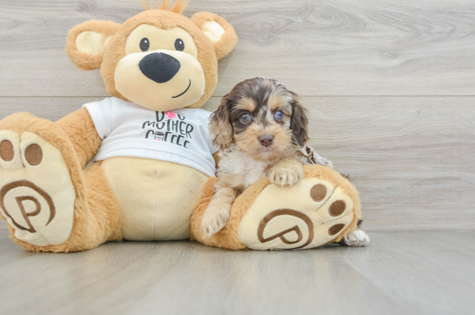 5 week old Cockapoo Puppy For Sale - Premier Pups