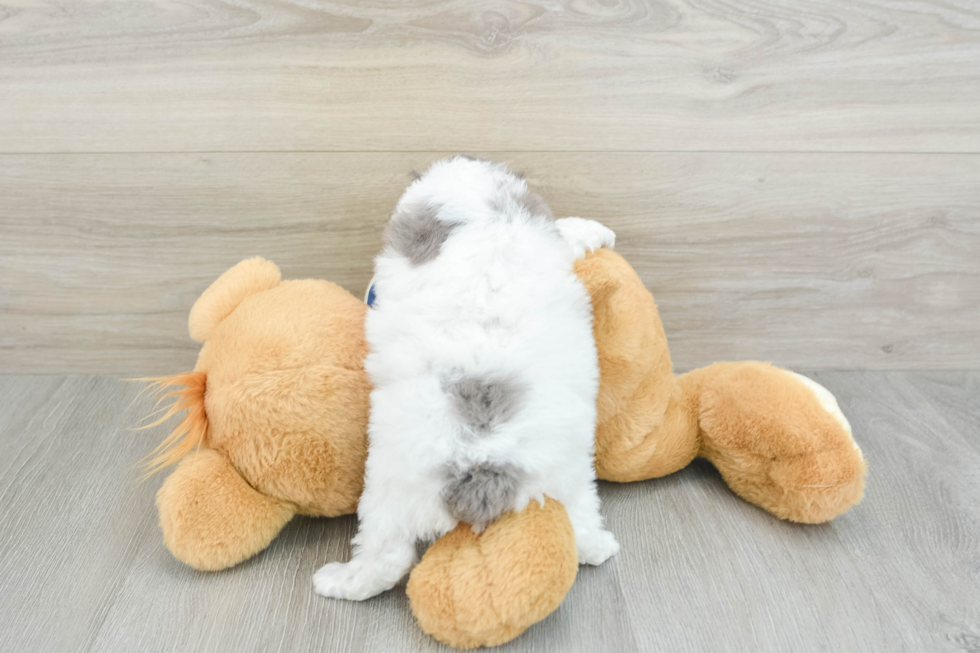 Cockapoo Pup Being Cute