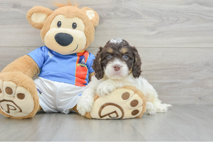 Cockapoo Pup Being Cute