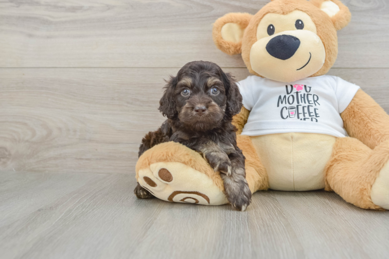 Meet Adidas - our Cockapoo Puppy Photo 1/3 - Premier Pups