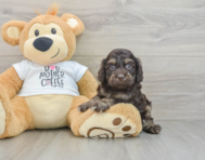 8 week old Cockapoo Puppy For Sale - Premier Pups