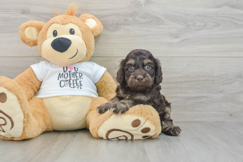 Meet Adidas - our Cockapoo Puppy Photo 3/3 - Premier Pups
