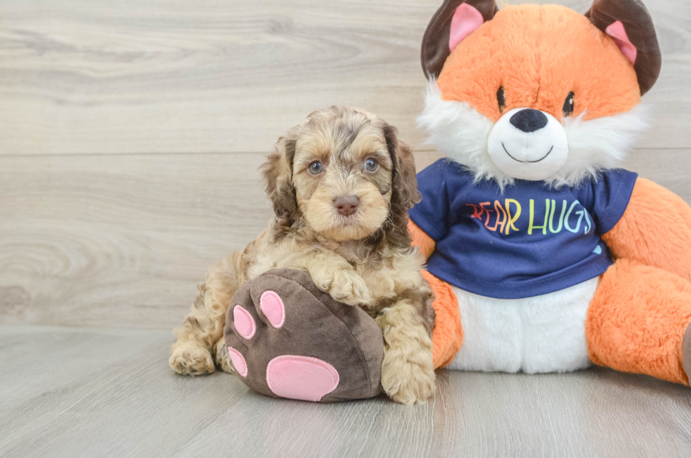 6 week old Cockapoo Puppy For Sale - Premier Pups