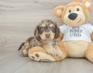 6 week old Cockapoo Puppy For Sale - Premier Pups
