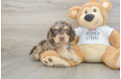 Cockapoo Puppy for Adoption