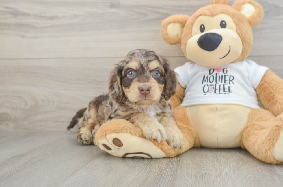 5 week old Cockapoo Puppy For Sale - Premier Pups