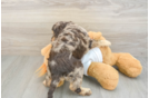 Funny Cockapoo Poodle Mix Pup