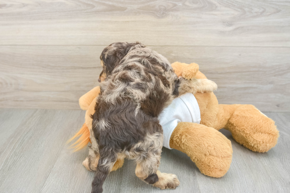 Funny Cockapoo Poodle Mix Pup