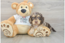 Petite Cockapoo Poodle Mix Pup