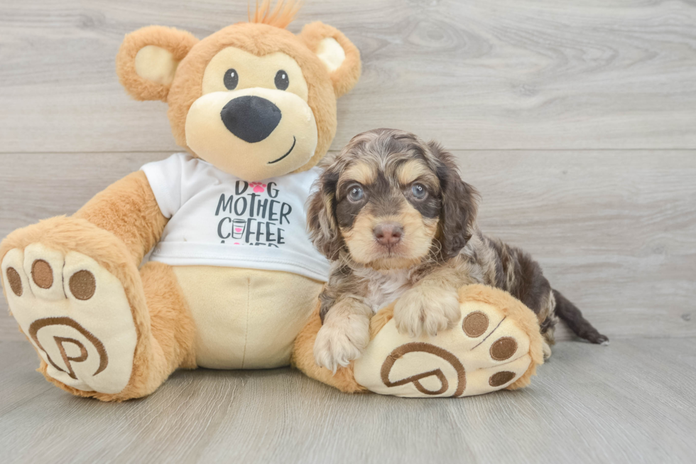 Petite Cockapoo Poodle Mix Pup