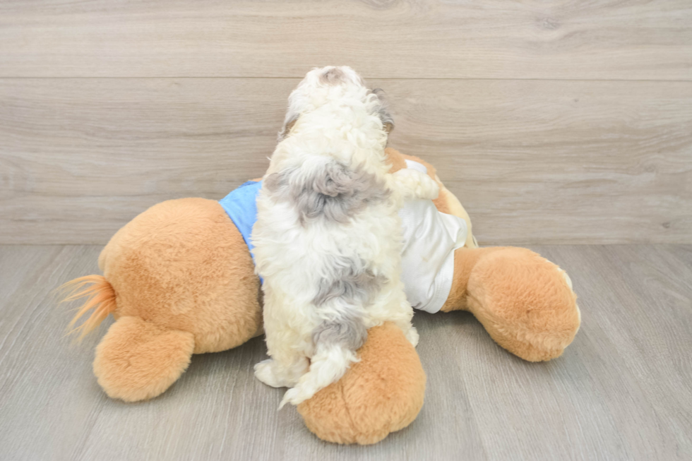 Cockapoo Puppy for Adoption