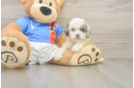 Best Cockapoo Baby