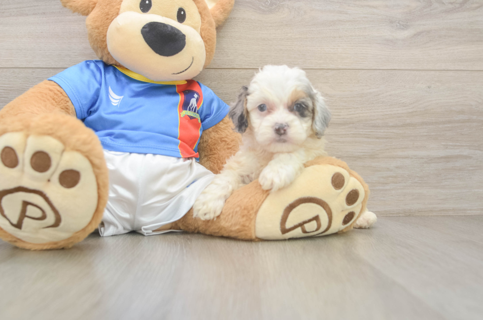 5 week old Cockapoo Puppy For Sale - Premier Pups