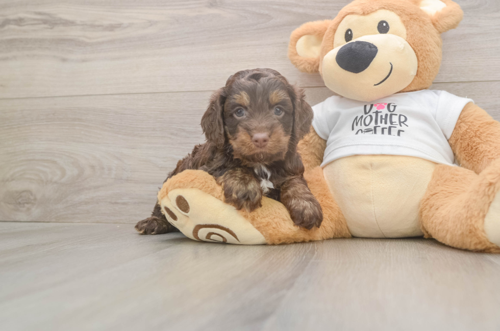 5 week old Cockapoo Puppy For Sale - Premier Pups