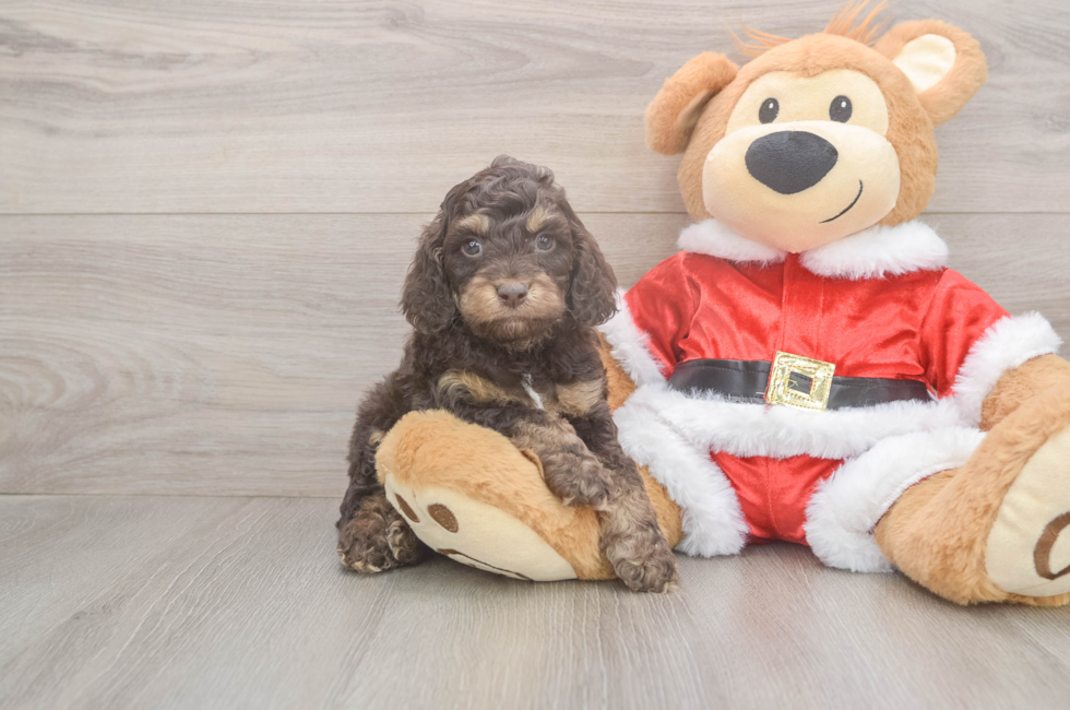 5 week old Cockapoo Puppy For Sale - Premier Pups