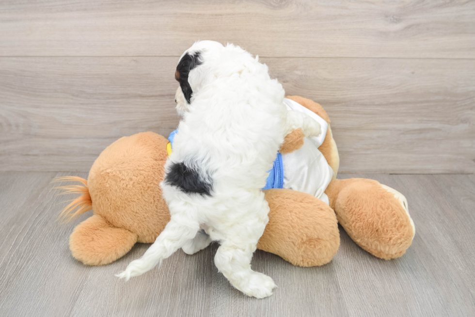 Cockapoo Puppy for Adoption