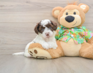 5 week old Cockapoo Puppy For Sale - Premier Pups