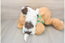 Best Cockapoo Baby