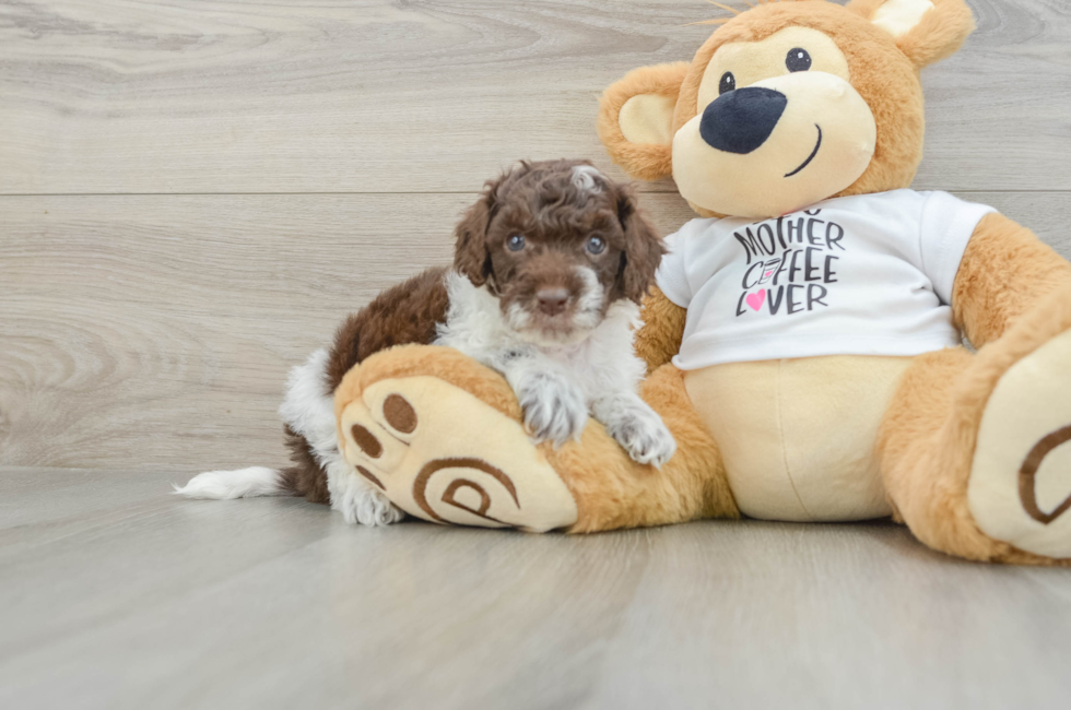 5 week old Cockapoo Puppy For Sale - Premier Pups