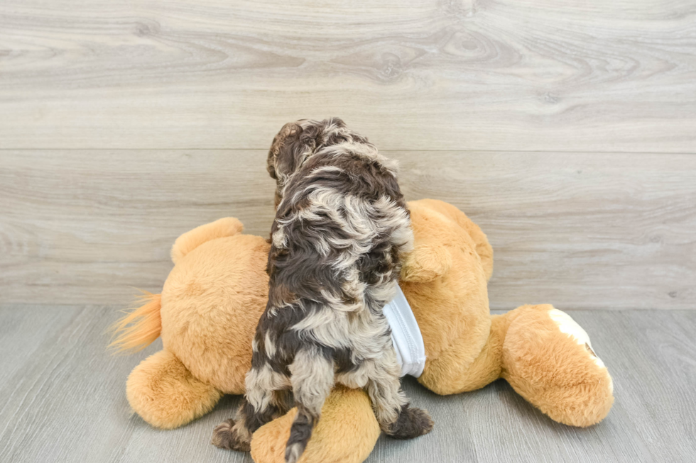 Funny Cockapoo Poodle Mix Pup