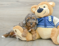 7 week old Cockapoo Puppy For Sale - Premier Pups