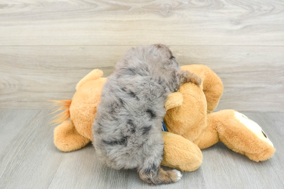 Funny Cockapoo Poodle Mix Pup