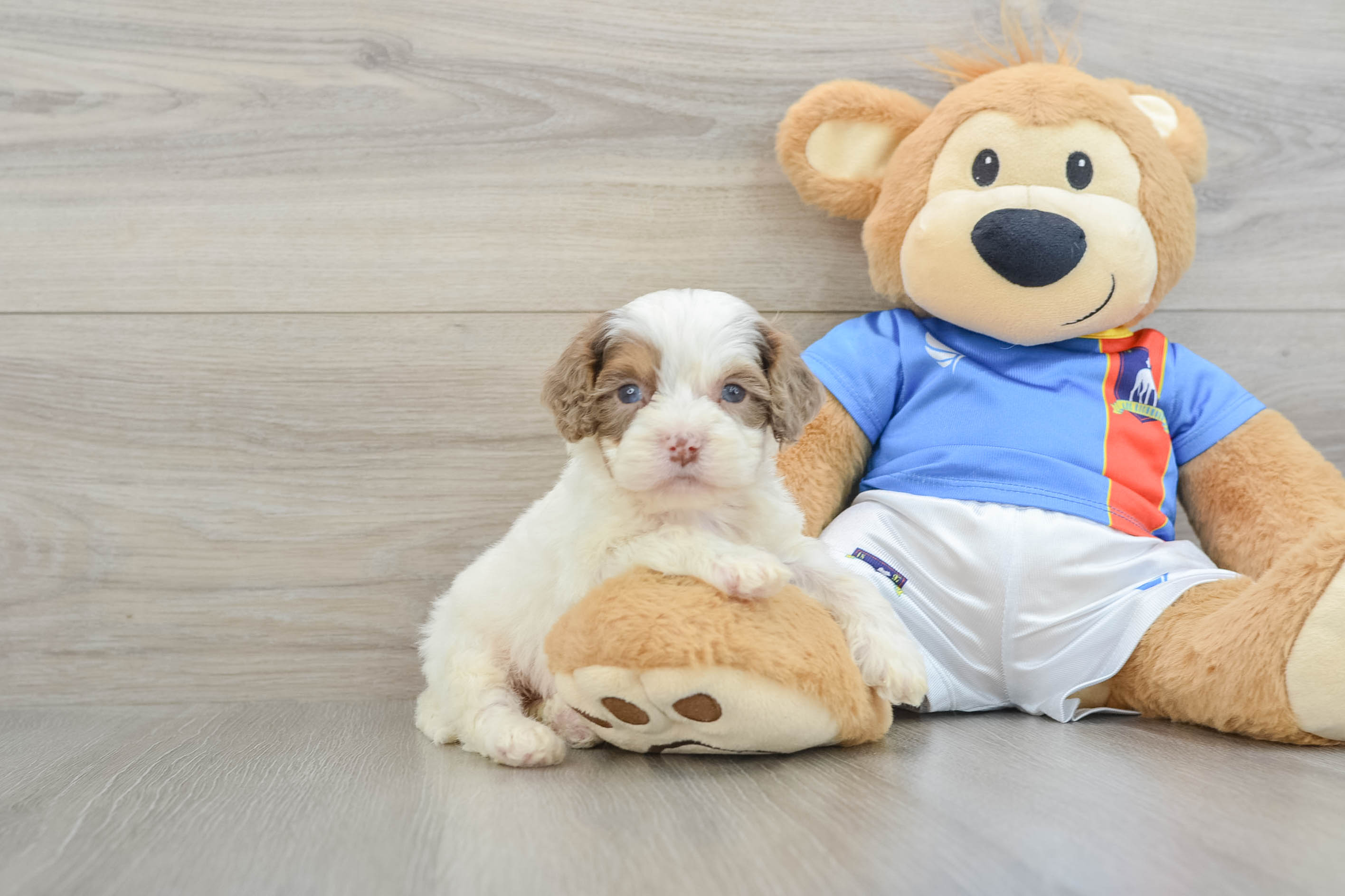 Best Cockapoo Baby