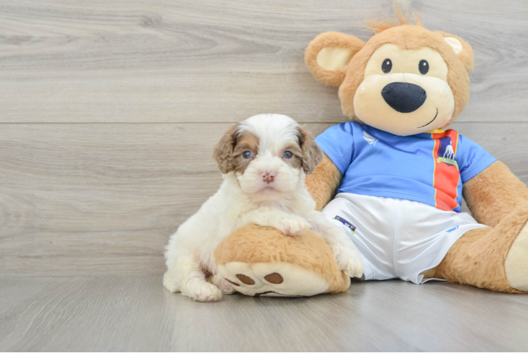 Best Cockapoo Baby