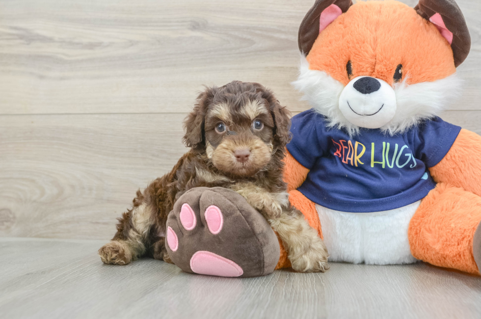 6 week old Cockapoo Puppy For Sale - Premier Pups