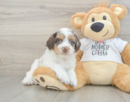 6 week old Cockapoo Puppy For Sale - Premier Pups