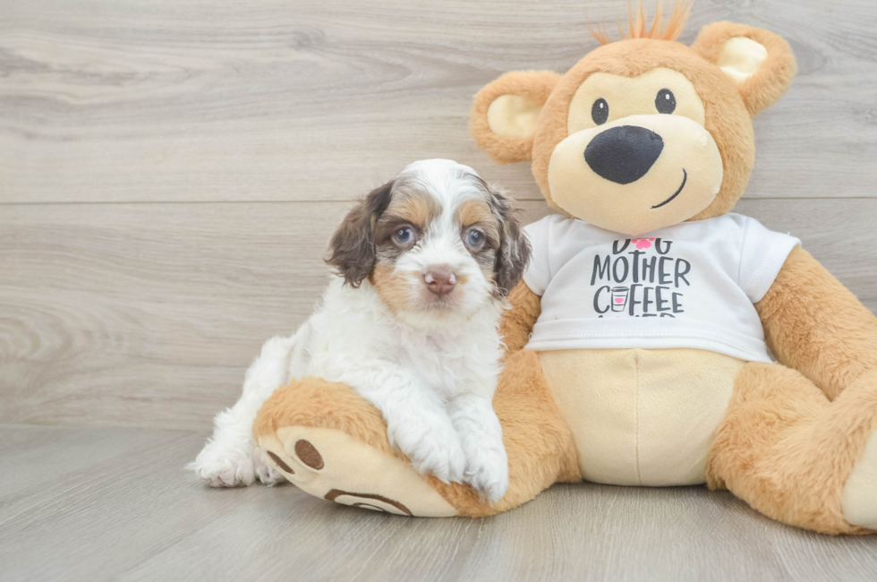 5 week old Cockapoo Puppy For Sale - Premier Pups