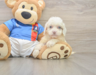 7 week old Cockapoo Puppy For Sale - Premier Pups
