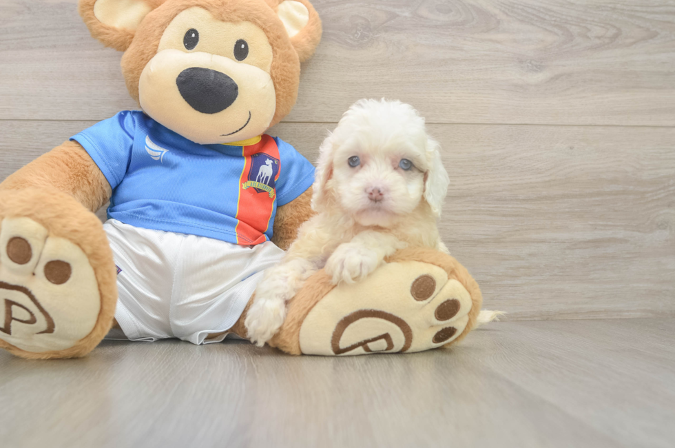 5 week old Cockapoo Puppy For Sale - Premier Pups