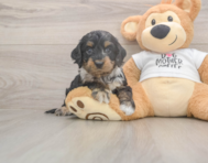 6 week old Cockapoo Puppy For Sale - Premier Pups