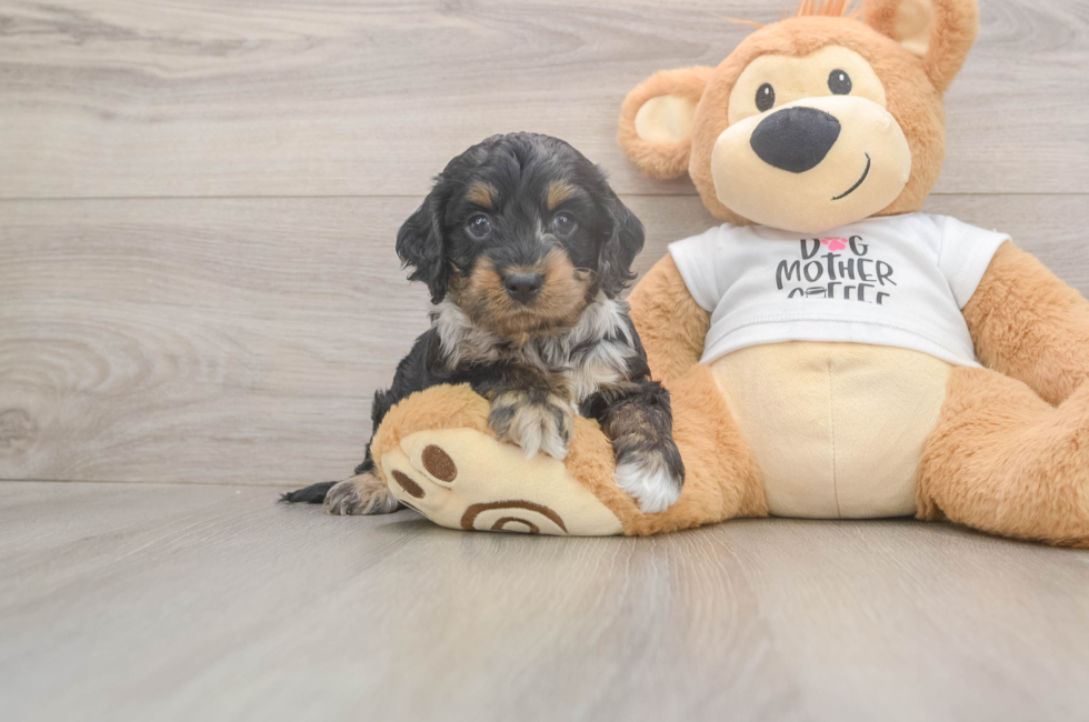 5 week old Cockapoo Puppy For Sale - Premier Pups