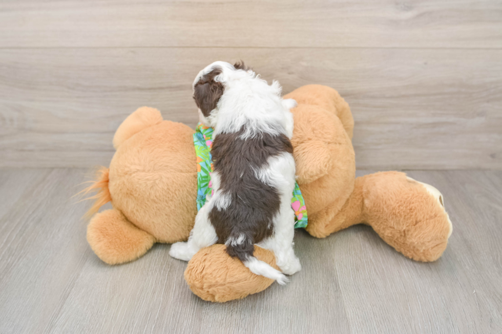 Cockapoo Pup Being Cute