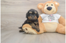 Best Cockapoo Baby