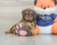 8 week old Cockapoo Puppy For Sale - Premier Pups