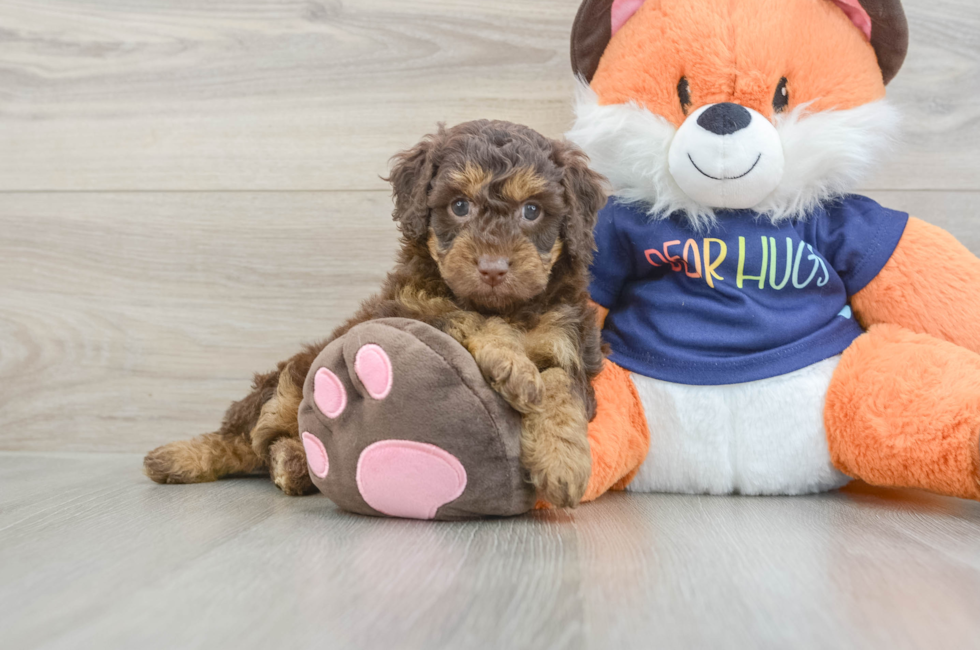 6 week old Cockapoo Puppy For Sale - Premier Pups