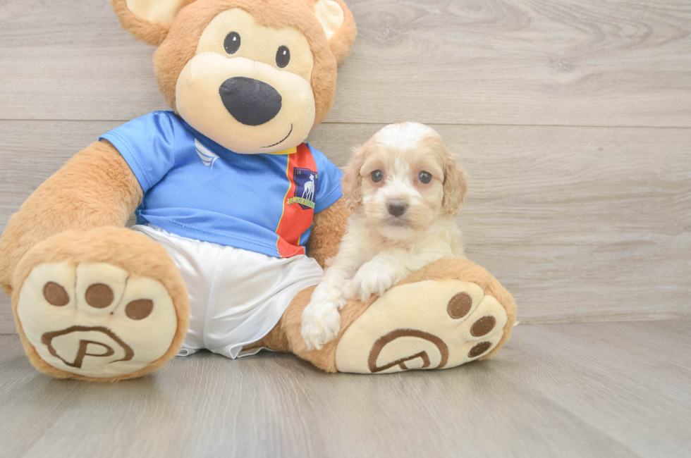 5 week old Cockapoo Puppy For Sale - Premier Pups