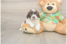 Smart Cockapoo Poodle Mix Pup