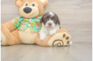 Best Cockapoo Baby