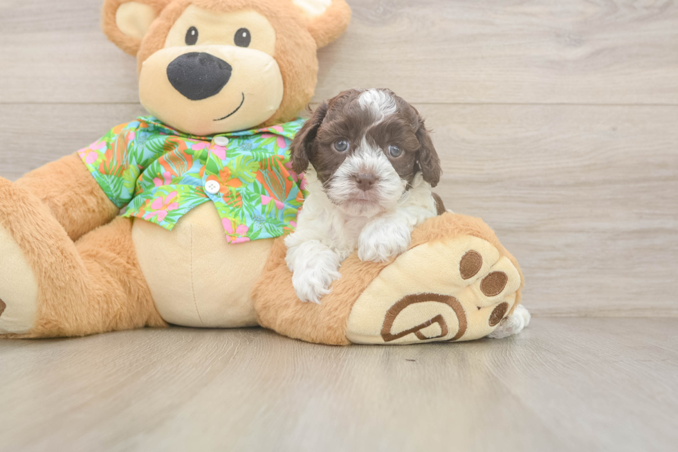 Best Cockapoo Baby