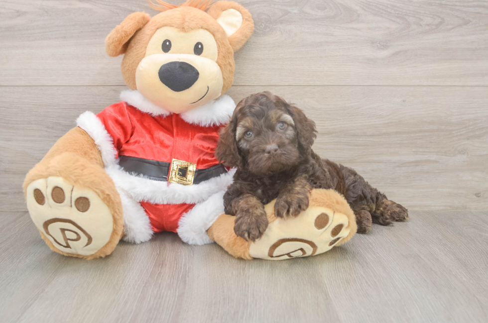 5 week old Cockapoo Puppy For Sale - Premier Pups