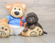 7 week old Cockapoo Puppy For Sale - Premier Pups