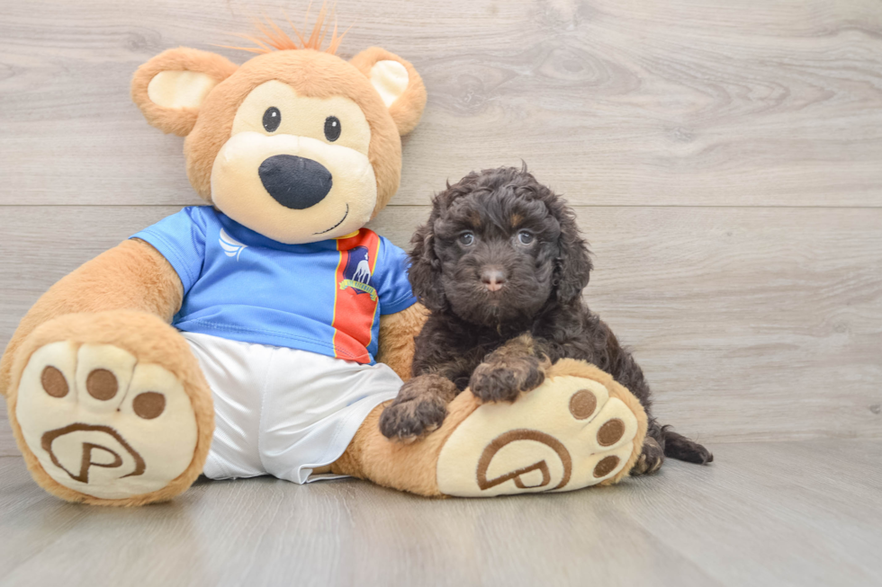 Cockapoo Pup Being Cute