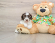 5 week old Cockapoo Puppy For Sale - Premier Pups